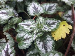 Attēlu rezultāti vaicājumam “Lamiastrum galeobdolon leaf”