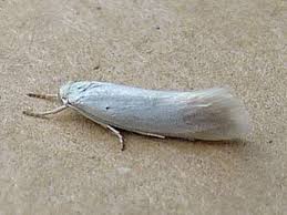 Attēlu rezultāti vaicājumam “Elachista argentella”