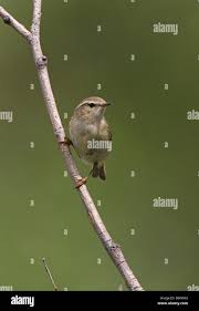 Attēlu rezultāti vaicājumam “Phylloscopus trochiloides adult”
