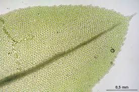 Attēlu rezultāti vaicājumam “Mnium”