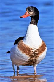 Attēlu rezultāti vaicājumam “Tadorna tadorna male”