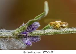 Attēlu rezultāti vaicājumam “Aphrophora alni nymph”