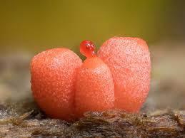 Attēlu rezultāti vaicājumam “Lycogala conicum macro”