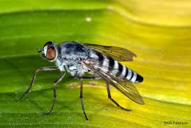 Attēlu rezultāti vaicājumam “Therevidae larva”