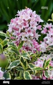 Attēlu rezultāti vaicājumam “Weigela praecox”