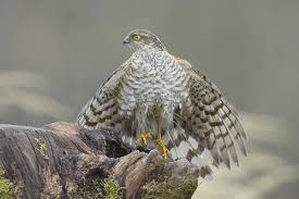 Attēlu rezultāti vaicājumam “Accipiter nisus male”