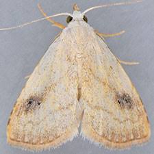 Attēlu rezultāti vaicājumam “Hoplia parvula imago”