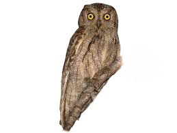 Image result for Otus scops