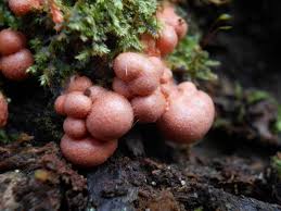 Attēlu rezultāti vaicājumam “Lycogala exiguum aggr. young”