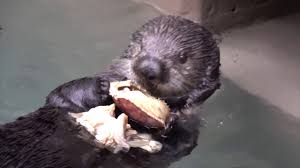 Image result for Eltham Otters