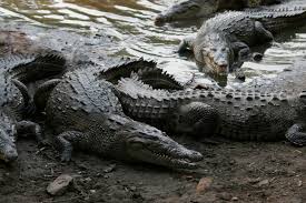 Image result for Crocodylus acutus