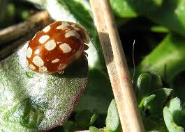 Attēlu rezultāti vaicājumam “Myrrha octodecimguttata”