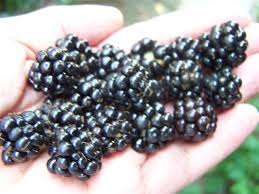 Image result for Rubus sectio