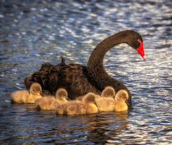 Image result for South Yorkshire Swans