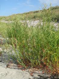 Attēlu rezultāti vaicājumam “Atriplex littoralis”