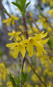 Attēlu rezultāti vaicājumam “Forsythia intermedia flower”