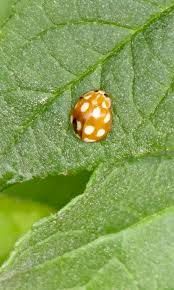 Attēlu rezultāti vaicājumam “Calvia decemguttata imago”