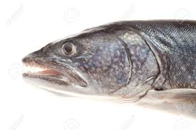 Image result for Salvelinus namaycush