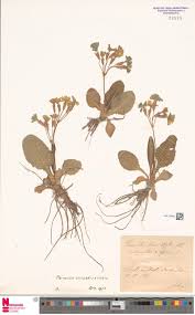 Attēlu rezultāti vaicājumam “Poa remota”