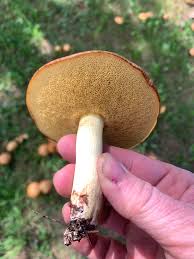 Attēlu rezultāti vaicājumam “Suillus granulatus”