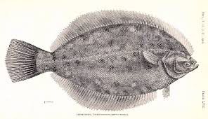 Image result for Pseudopleuronectes americanus