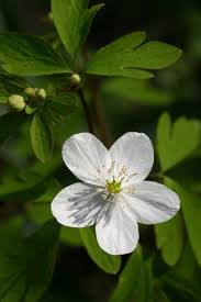 Attēlu rezultāti vaicājumam “Isopyrum thalictroides fruit”