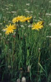 Attēlu rezultāti vaicājumam “Tragopogon pratensis subsp. pratensis bud”