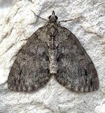 Attēlu rezultāti vaicājumam “Hydriomena impluviata”