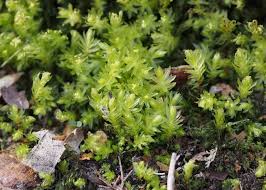 Attēlu rezultāti vaicājumam “Mnium hornum sporophyte”