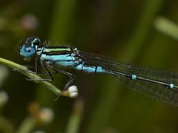 Attēlu rezultāti vaicājumam “Coenagrionidae”