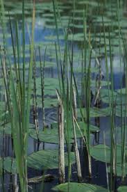 Attēlu rezultāti vaicājumam “Coenagrion armatum”