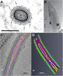 Attēlu rezultāti vaicājumam “Comatricha elegans var. microspora spores”