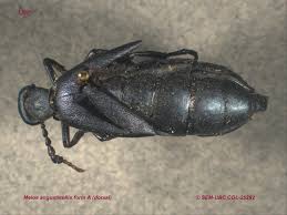 Attēlu rezultāti vaicājumam “Meloe sp. imago”