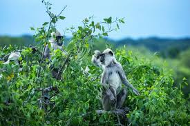 Image result for Яла заповедник