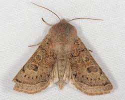 Attēlu rezultāti vaicājumam “Orthosia gracilis”