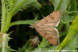 Attēlu rezultāti vaicājumam “Nomophila noctuella”