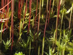 Attēlu rezultāti vaicājumam “Pohlia nutans sporophyte”