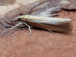 Attēlu rezultāti vaicājumam “Agriphila selasella”