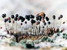 Attēlu rezultāti vaicājumam “Comatricha fragilis”