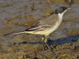 Attēlu rezultāti vaicājumam “Motacilla flava flava adult”