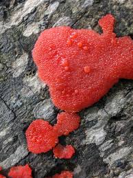 Attēlu rezultāti vaicājumam “Tubifera ferruginosa (subsp. ferruginosa)”