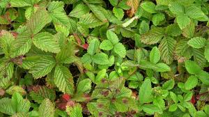 Attēlu rezultāti vaicājumam “Fragaria moschata leaf”