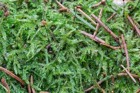 Attēlu rezultāti vaicājumam “Sciuro-hypnum curtum”