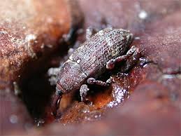 Attēlu rezultāti vaicājumam “Pissodes castaneus”