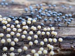 Attēlu rezultāti vaicājumam “Physarum leucophaeum spores”