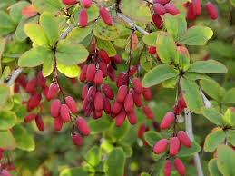Attēlu rezultāti vaicājumam “Berberis vulgaris”