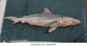 Image result for Carcharhinus brevipinna