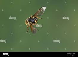 Attēlu rezultāti vaicājumam “Sericomyia lappona”