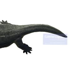 Attēlu rezultāti vaicājumam “Lycogala convexum young”