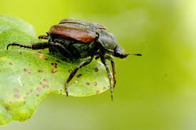 Attēlu rezultāti vaicājumam “Hoplia graminicola”